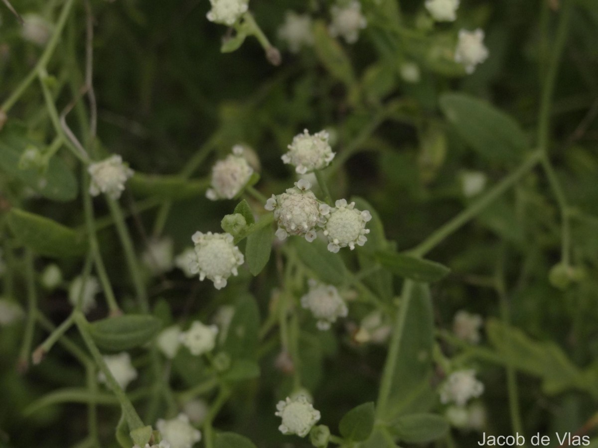 Parthenium hysterophorus L.